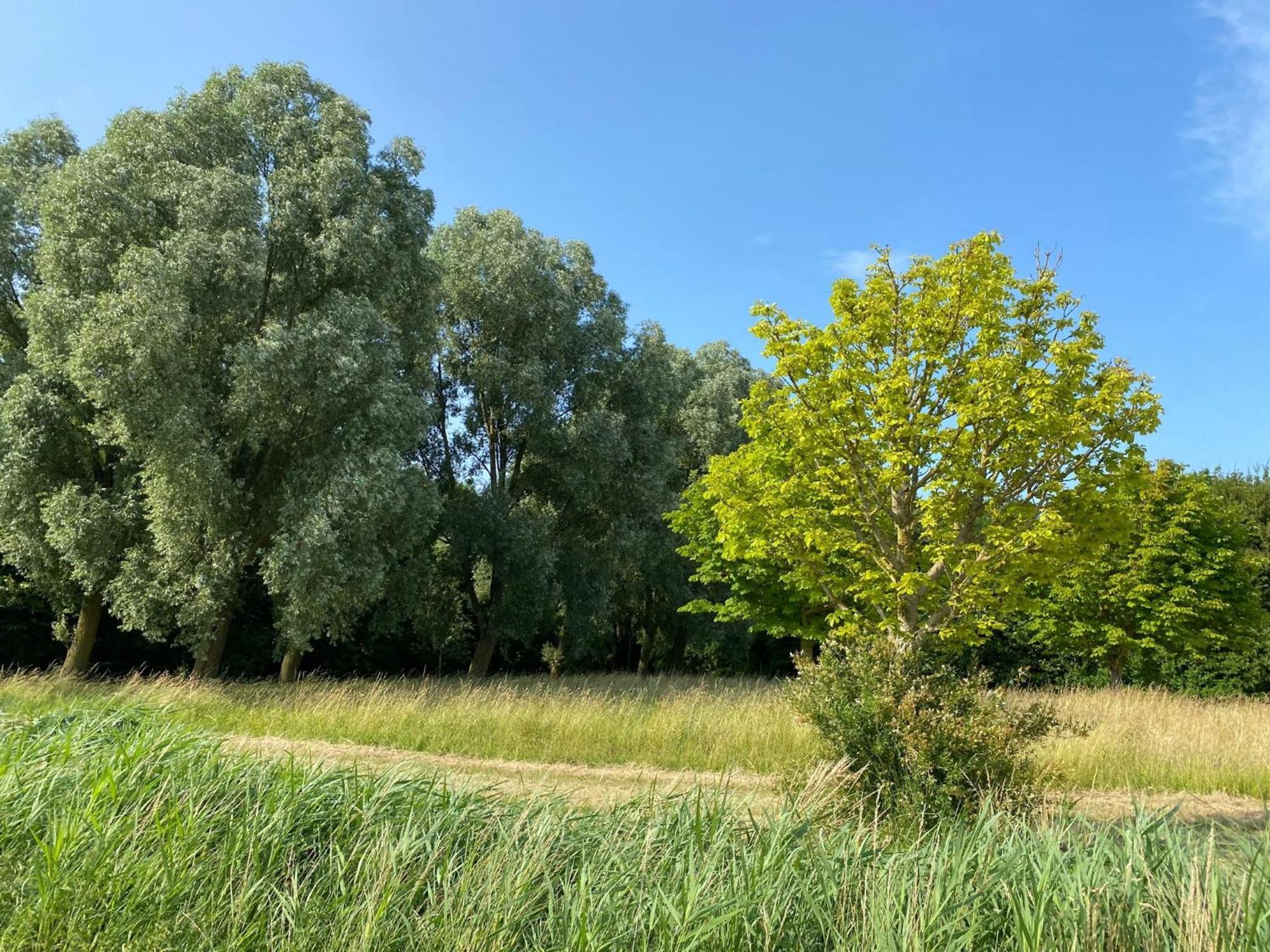 Krabbenkreek 2 Villa Синт Аналанд Екстериор снимка
